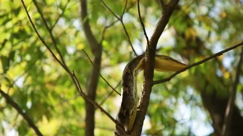 Python on tree branches 스톡 동영상 144051003