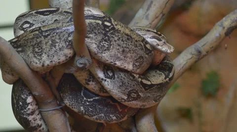 Python in Tree Stock Footage 62057240