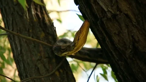 Python on a tree Stock Footage 144334197