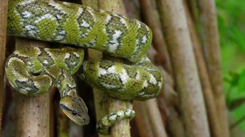 Python on the tree Foto stock