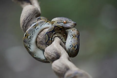 Python on the trunk ( python reticulatus ) 写真素材