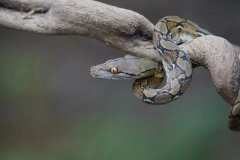 Python on the trunk ( python reticulatus ) 写真素材