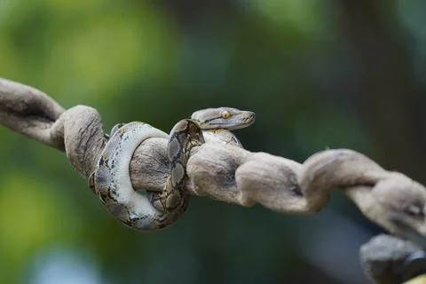 Python on the trunk ( python reticulatus ) Photos