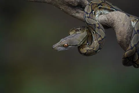 Python on the trunk ( python reticulatus ) 写真素材