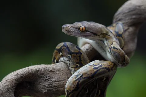 Python on the trunk ( python reticulatus ) 写真素材