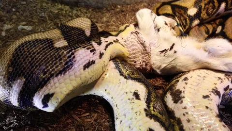 Python unbelievable view of swallowing baby goat Stock Footage 149427777