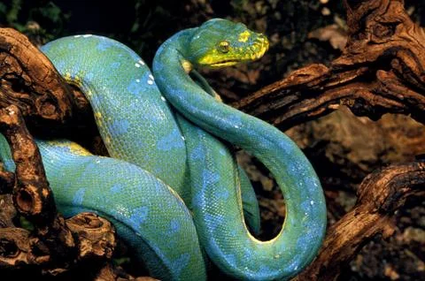 PYTHON VERT morelia viridis Stock Photos