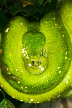PYTHON VERT morelia viridis Stock Photos