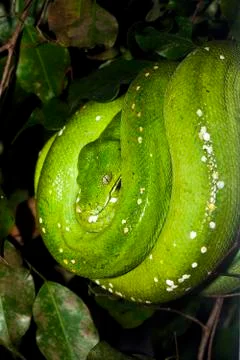 PYTHON VERT morelia viridis Stock Photos