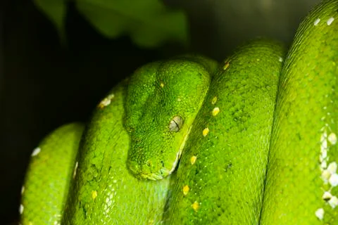 PYTHON VERT morelia viridis Stock Photos