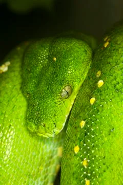 PYTHON VERT morelia viridis Foto stock