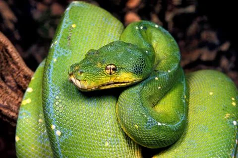 PYTHON VERT morelia viridis 写真素材