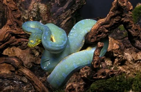 PYTHON VERT morelia viridis Stock Photos