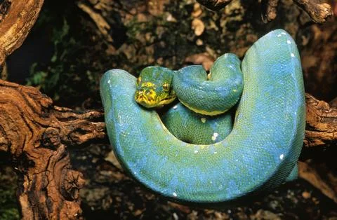 PYTHON VERT morelia viridis Stock Photos