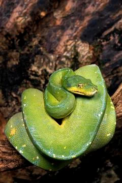 PYTHON VERT morelia viridis Stock Photos