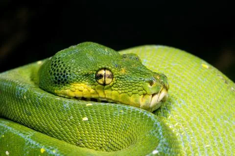 PYTHON VERT morelia viridis Stock Photos
