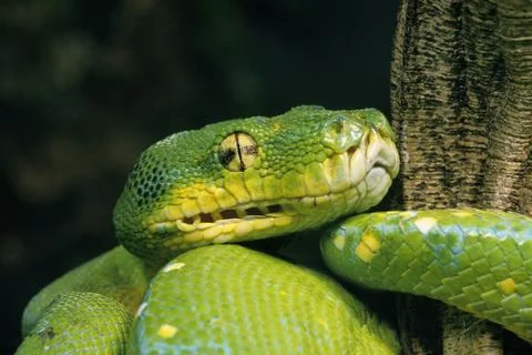 PYTHON VERT morelia viridis Stock Photos
