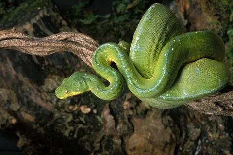 PYTHON VERT morelia viridis Stock Photos