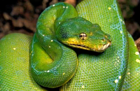 PYTHON VERT morelia viridis Stock Photos