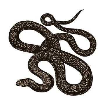 Python in Vintage style on a black background. Serpent or poisonous viper snake Stock Illustration