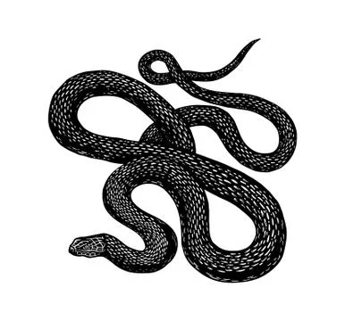 Python in Vintage style. Serpent or poisonous viper snake. Engraved hand drawn 스톡 일러스트