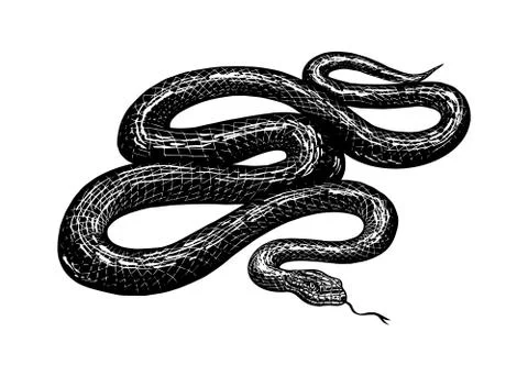 Python in Vintage style. Serpent or poisonous viper snake. Engraved hand drawn Stock Illustration