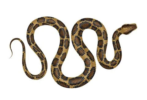 Python on white background realistic vector illustration Stock Illustration