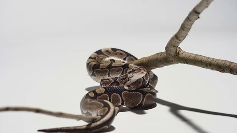 Python white background in slow motion 스톡 동영상 78367549