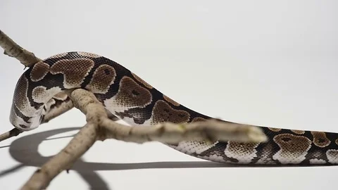 Python white background in slow motion Stock Footage 78367582
