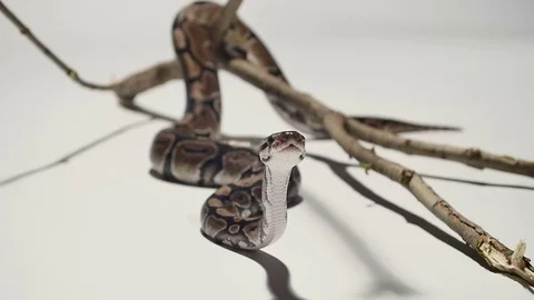 Python white background in slow motion Stock-Footage 78367838