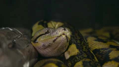 Python wrapped up against log Stock Footage 149427793