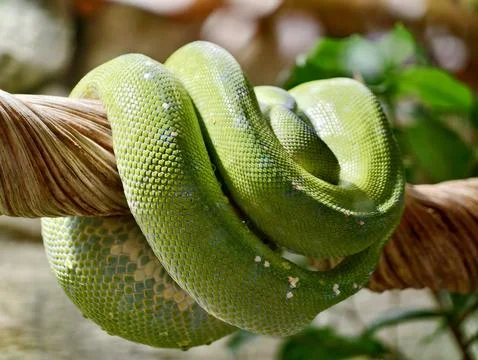 Python Wraps Around Solid Tree Branch Tightly. Coiled Python Securely Embra.. 库存照片