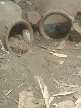 Python in the zoo Stock Photos