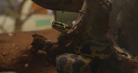 A python in zoo terrarium Stock Footage 255931785