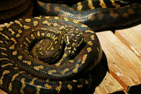 The Pythonidae, commonly known simply as pythons Stock-Fotos