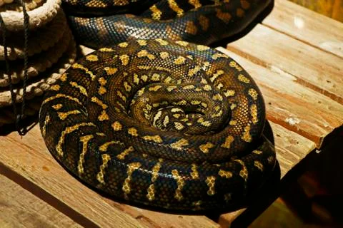 The Pythonidae, commonly known simply as pythons Stock-Fotos