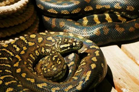 The Pythonidae, commonly known simply as pythons Stock-Fotos