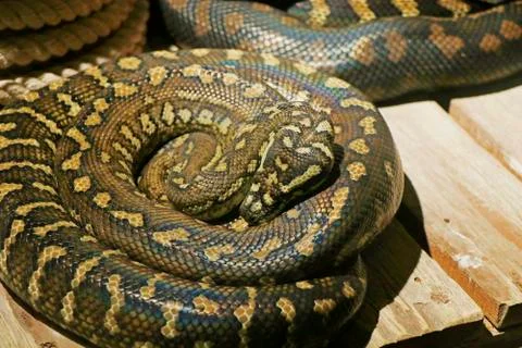 The Pythonidae, commonly known simply as pythons Stock-Fotos