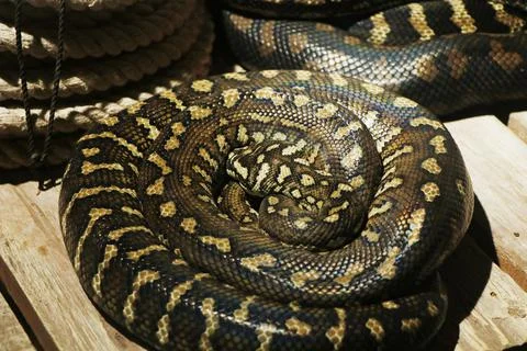 The Pythonidae, commonly known simply as pythons Stock Photos