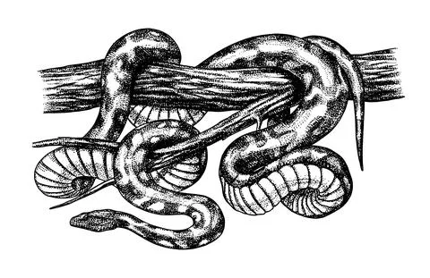 Pythonidae or python. Boinae or boas or boids. Nonvenomous snake Reptilia Stock Illustration
