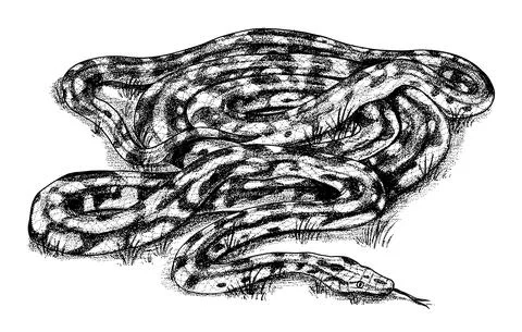 Pythonidae or python. Boinae or boas or boids. Nonvenomous snake Reptilia Stock Illustration