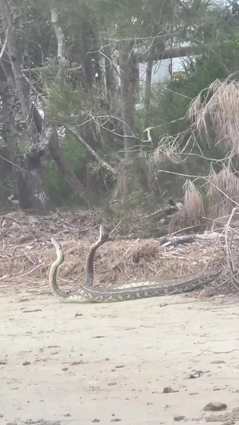 Pythons Dance Together, New South Wales, Australia - 04 Nov 2022 Stock Footage 221358273