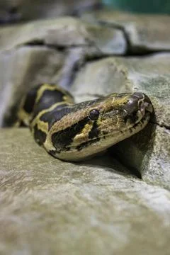 Python's head on a stone Stock Photos