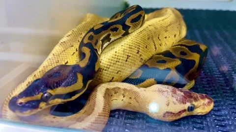 Pythons. Yellow large snake Python. And the spotted Royal Python. Stock-Footage 262602713