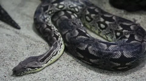 Pythonsnake 스톡 동영상 8946903
