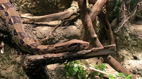 Pyton on the branch Stock Footage 66688256