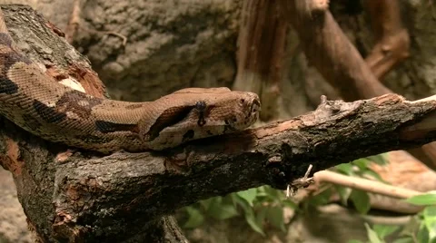 Pyton on the branch Stock Footage 66688258