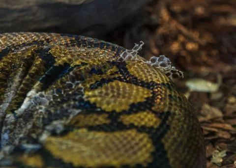 Pyton snake changing skin Stock Photos