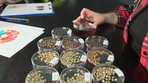 Q-grader presents samples of coffee beans to tasting visitors 스톡 동영상 306601857