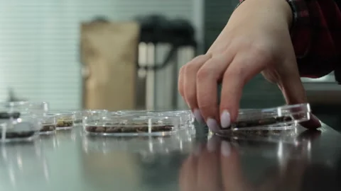 Q-grader spreading containers with beans for detailed view of visitors Video stock 306213213